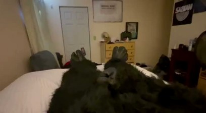Guy In A Gorilla Suit Jacking Off